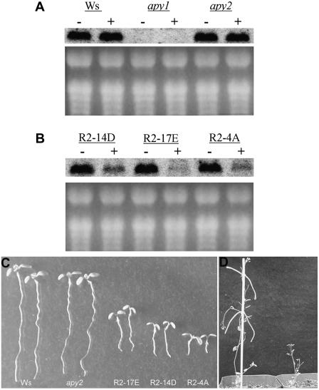 Figure 5.