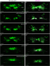 Figure 2—figure supplement 1.