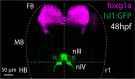 Figure 1—figure supplement 2.