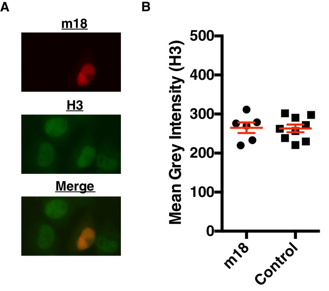 Figure 5—figure supplement 1.