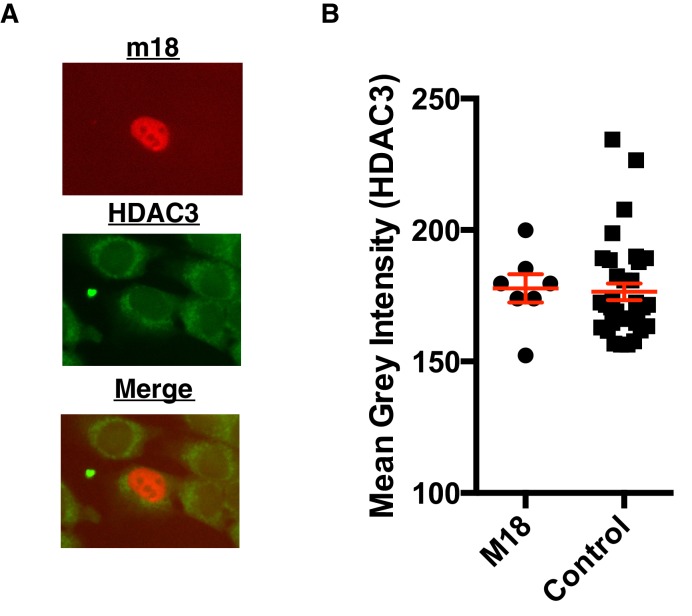 Figure 6—figure supplement 1.