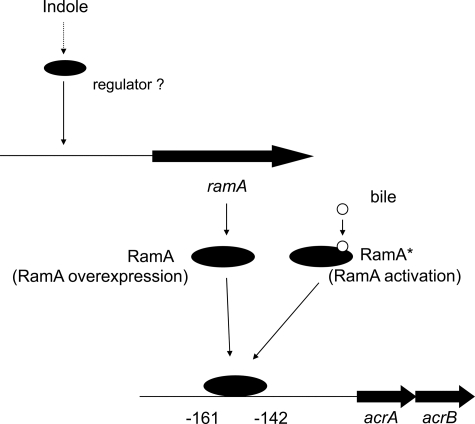 FIGURE 11.