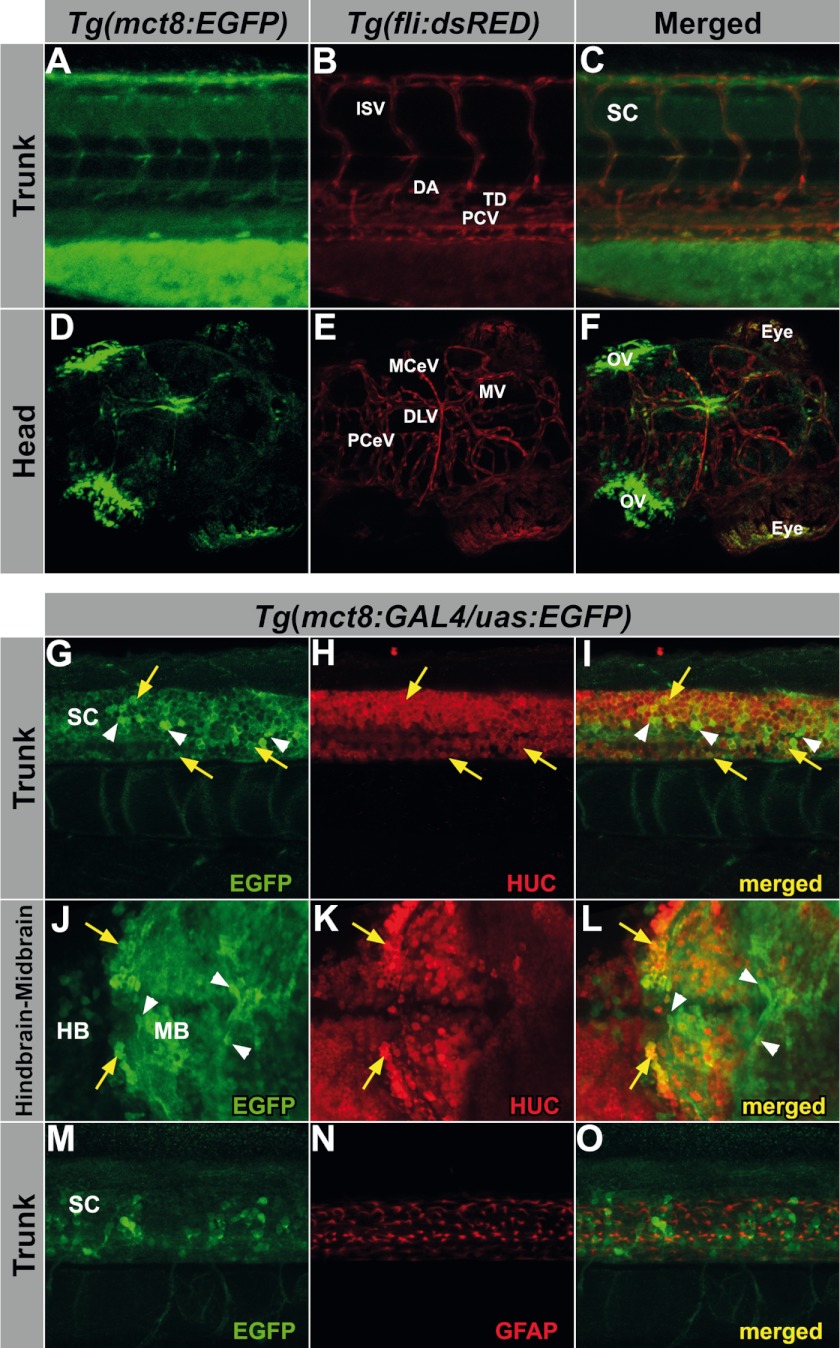 FIGURE 3.