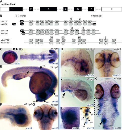 FIGURE 1.