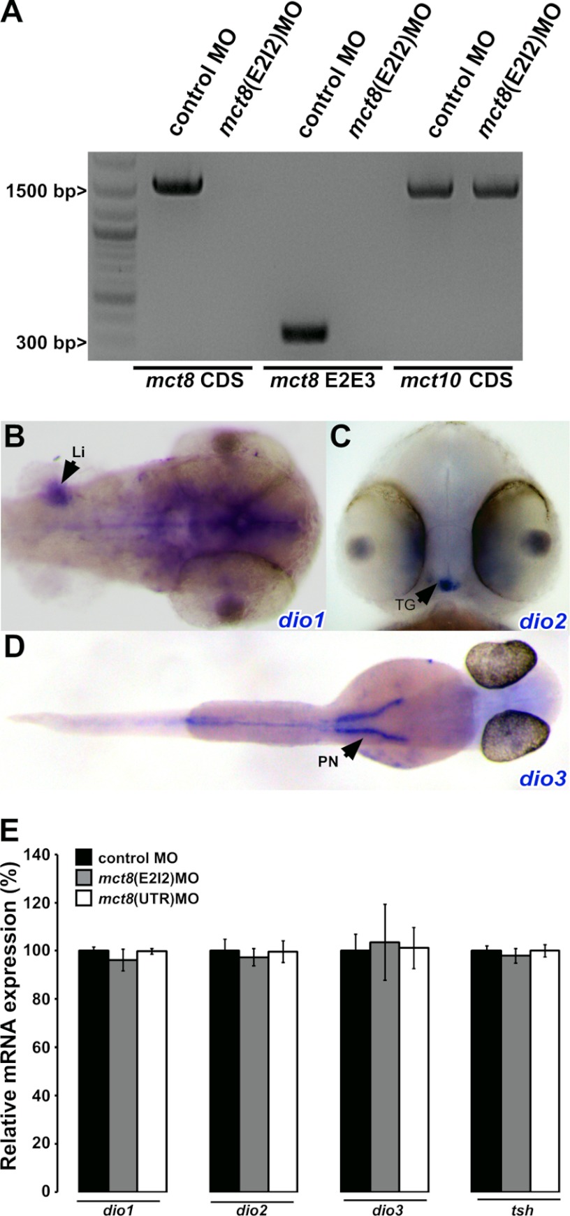 FIGURE 4.