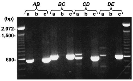 FIG. 1.