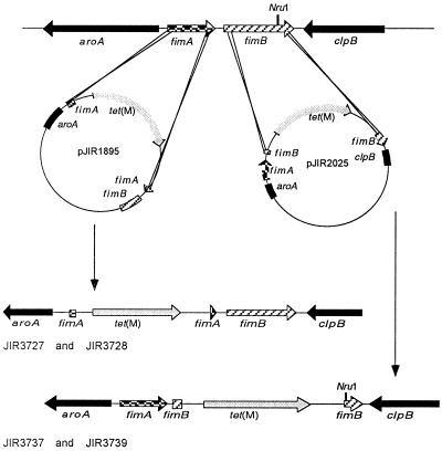 FIG. 1