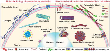 graphic file with name nihms864563u1.jpg