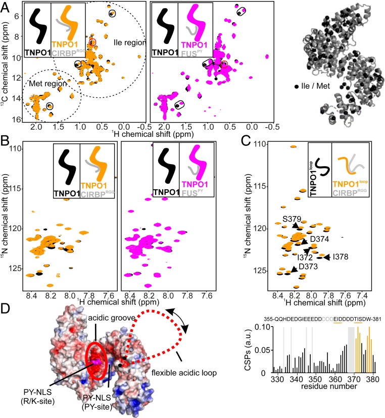 Nonclassical nuclear localization signals mediate nuclear import of ...