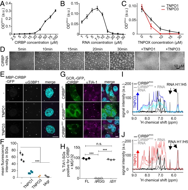 Nonclassical nuclear localization signals mediate nuclear import of ...