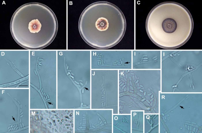 Fig. 3.