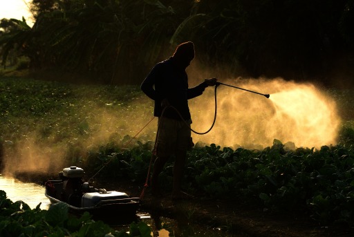 Photograph of a farmer spraying pesticides on a field in Thailand