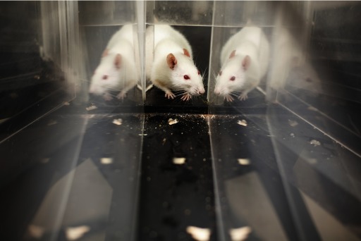 Photograph of a laboratory mouse in a maze