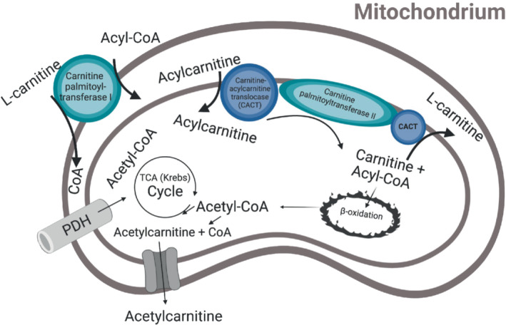 MRM-29544-FIG-0001-c