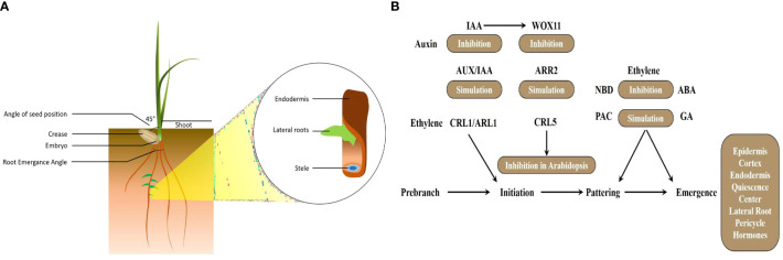 Figure 1