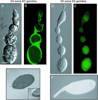 Figure 3.—