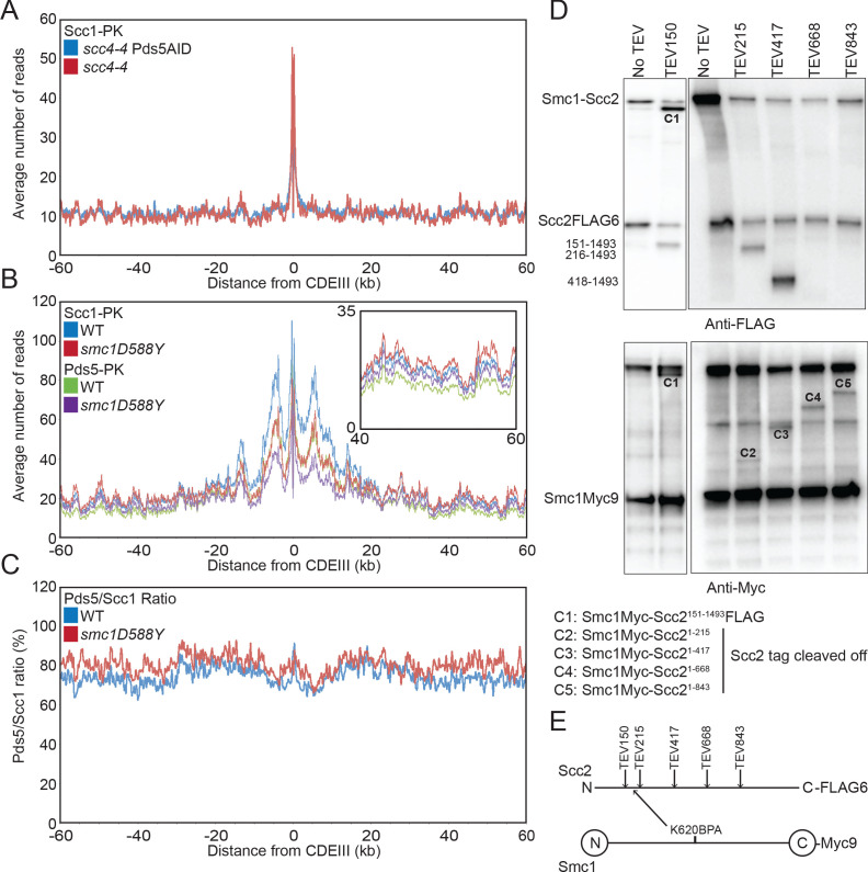 Figure 4—figure supplement 1.