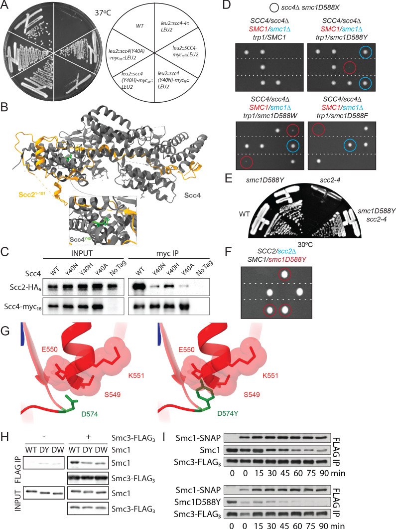 Figure 1—figure supplement 1.