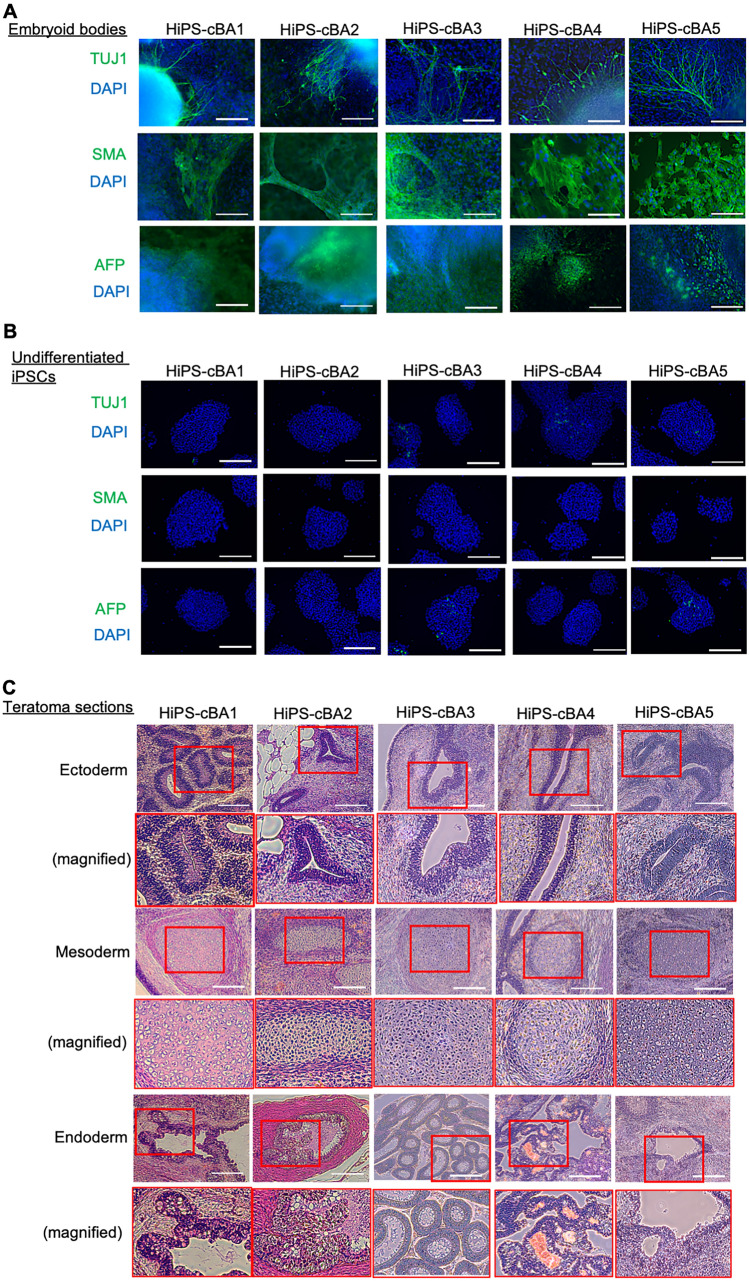 Fig. 2