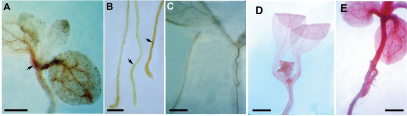 Fig. 3.