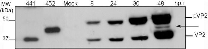 FIGURE 3.