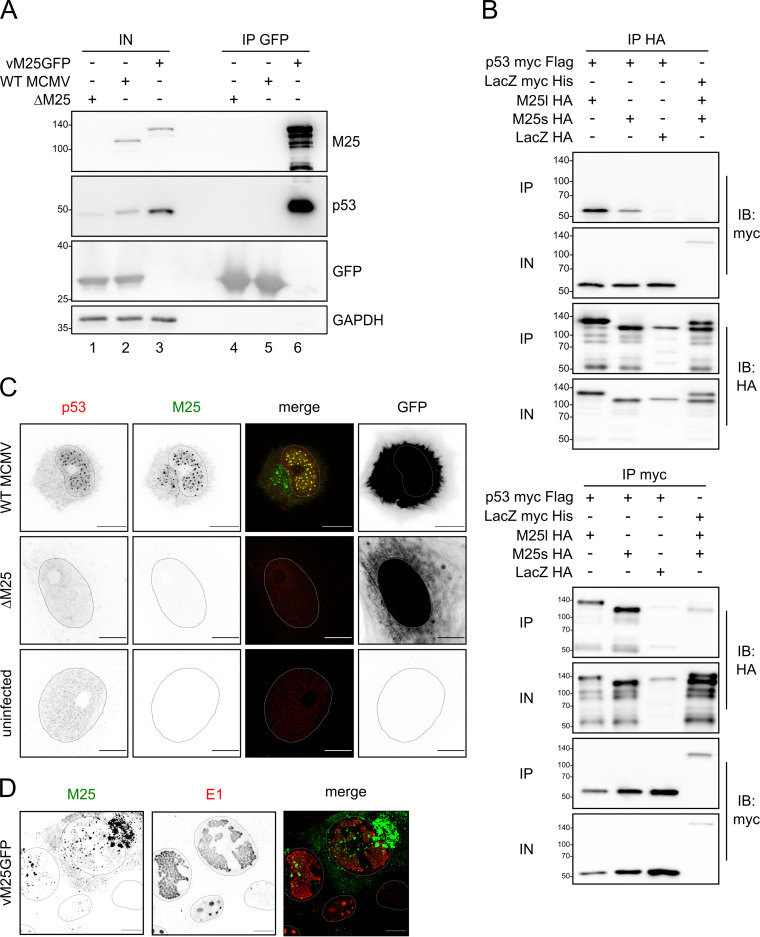 FIG 2