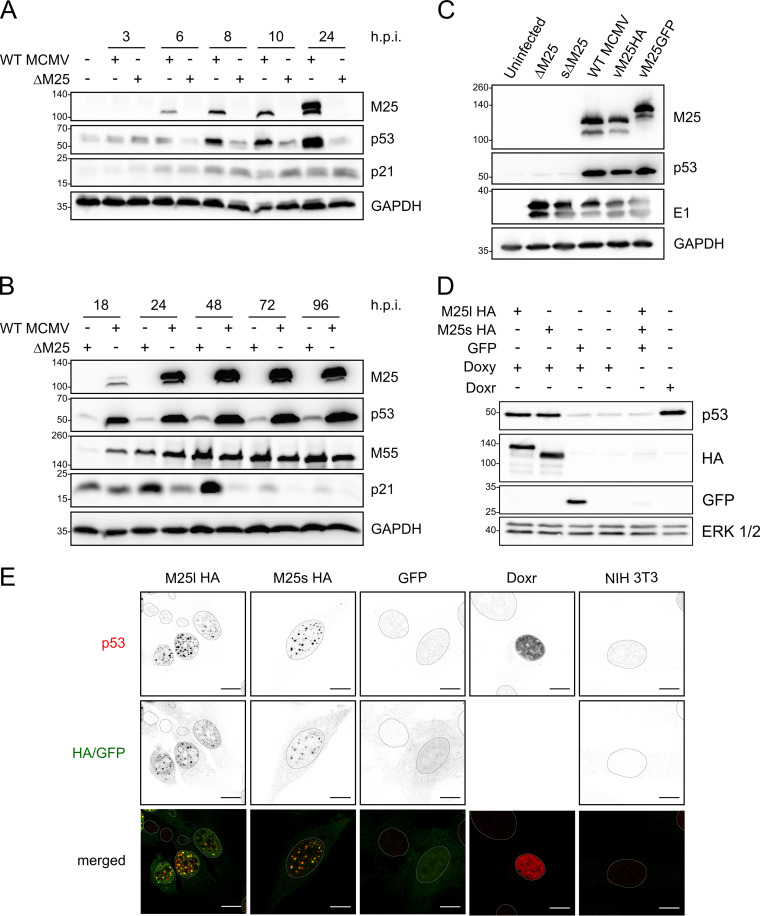 FIG 3