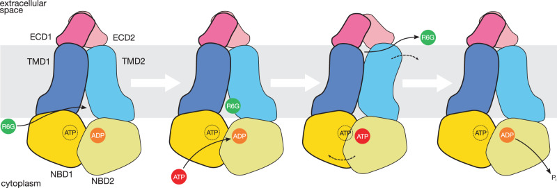 Fig. 7