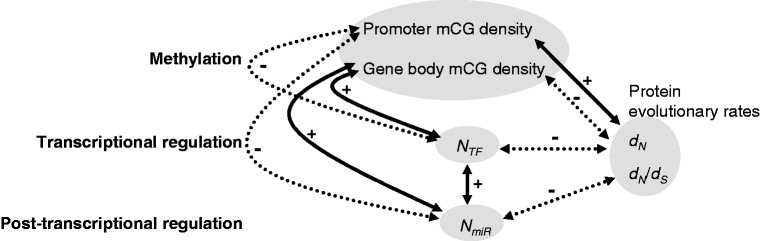 Fig.
5.—