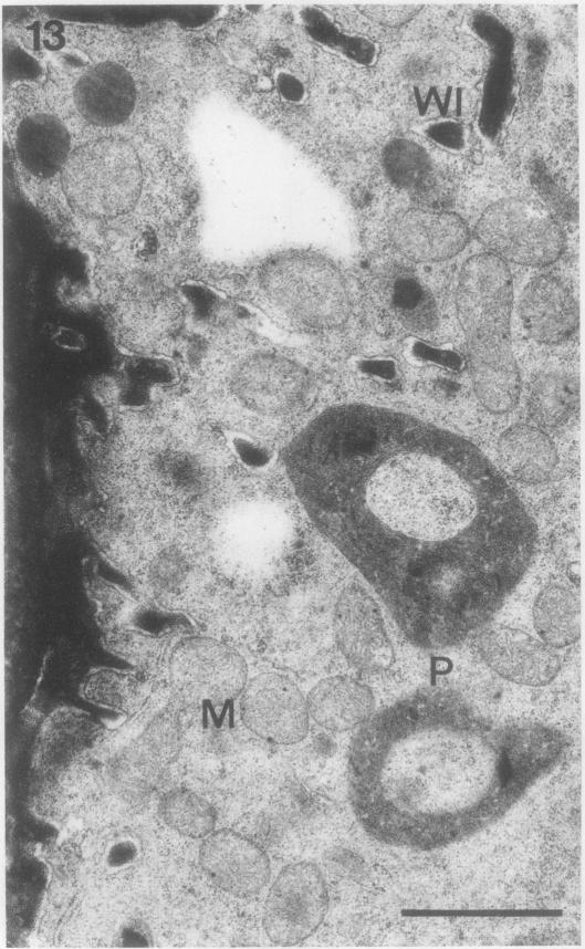 Fig. 13