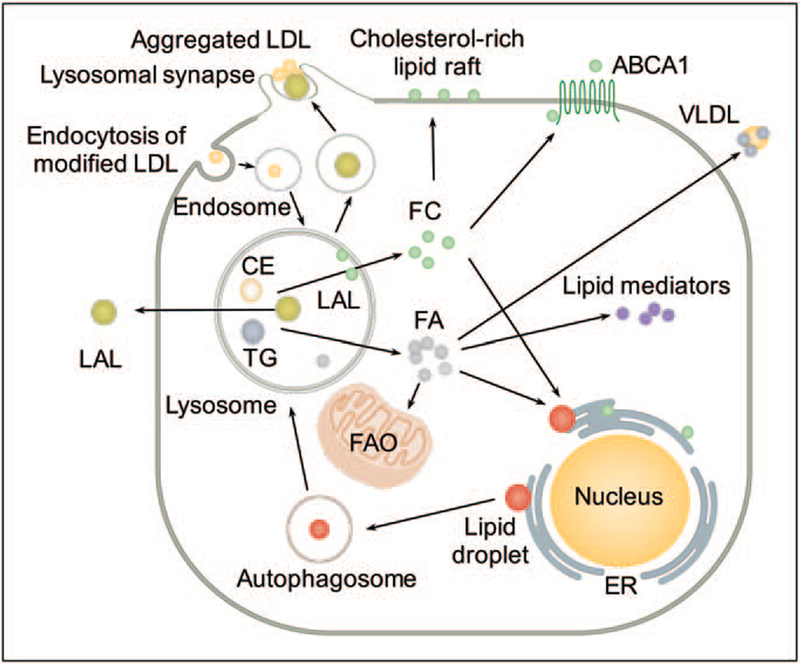 FIGURE 1.