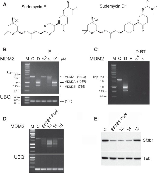 FIGURE 1.