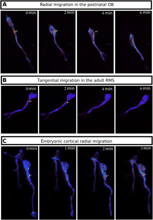 Fig. 8