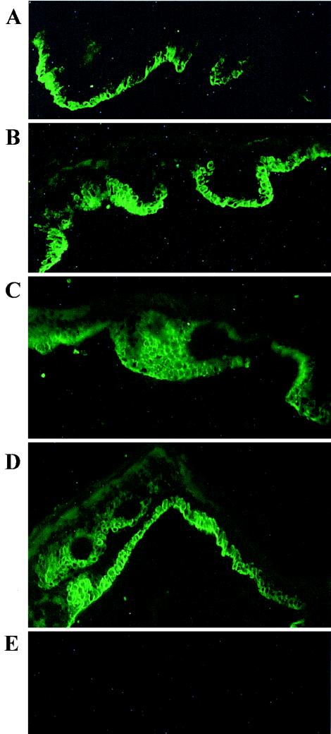 FIG. 8.