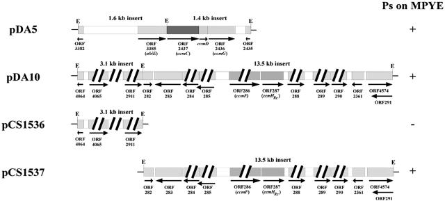 FIG. 2.