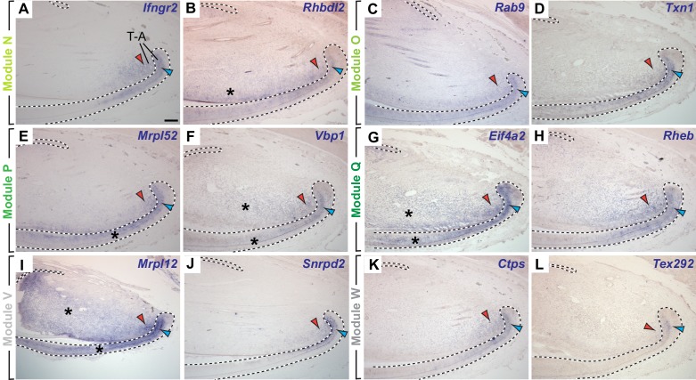 Figure 3—figure supplement 1.