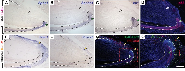 Figure 4—figure supplement 1.