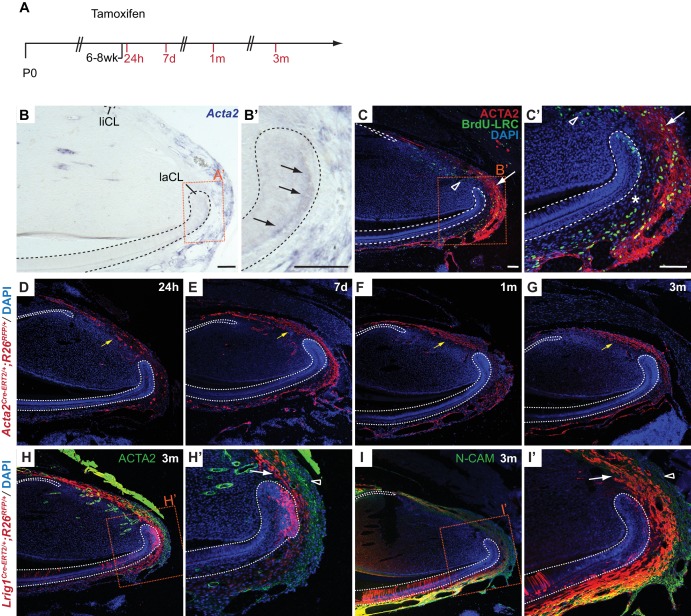 Figure 4—figure supplement 3.