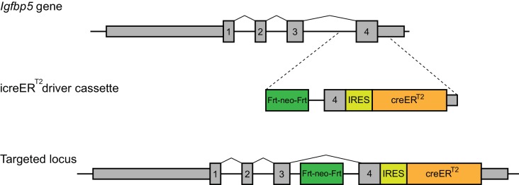 Figure 4—figure supplement 2.