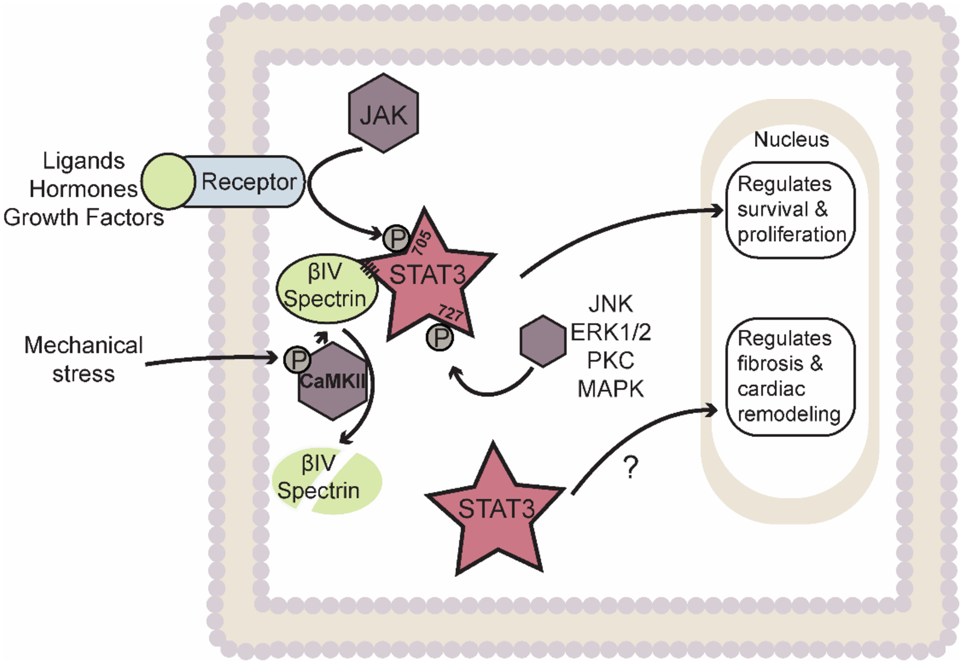 Figure 3: