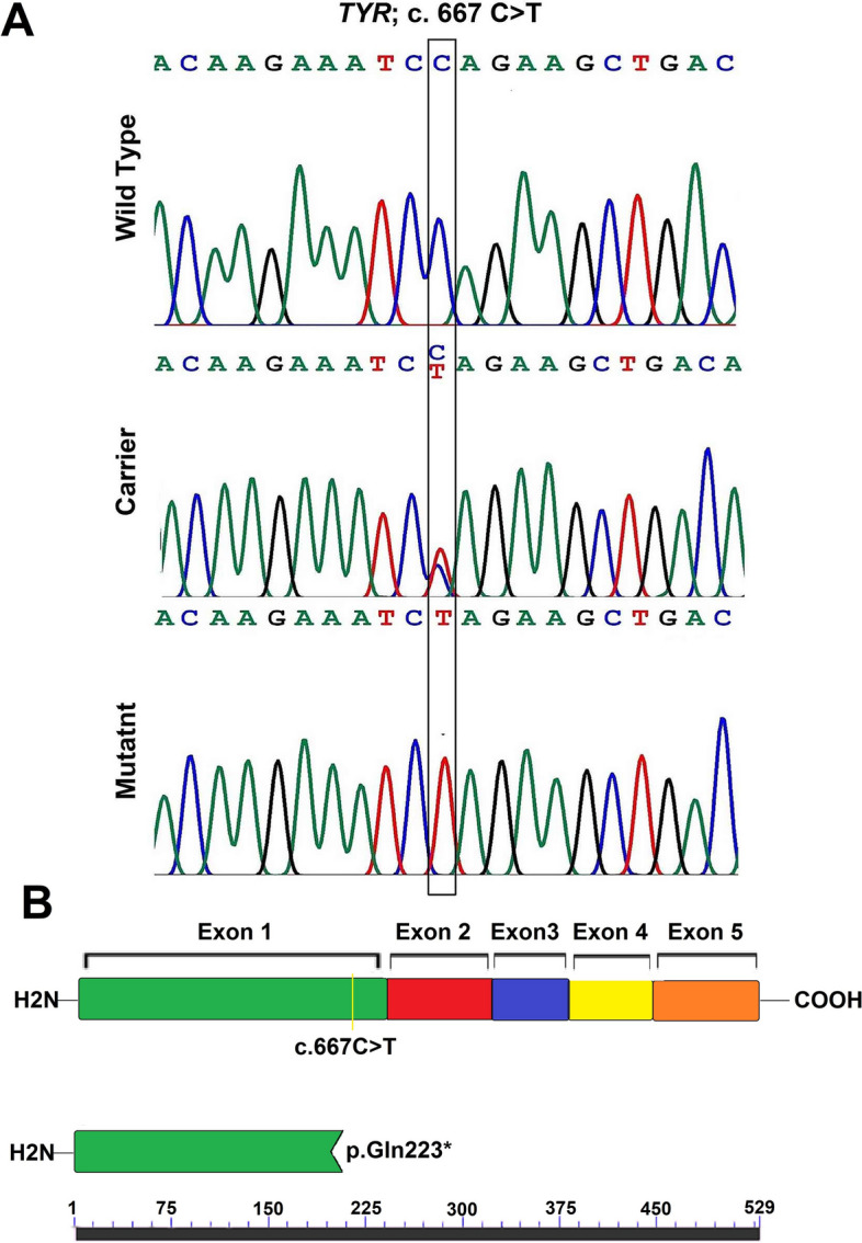 Fig. 2