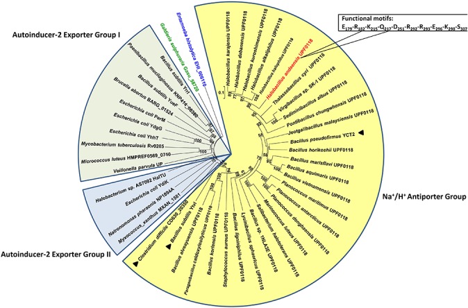 FIGURE 3