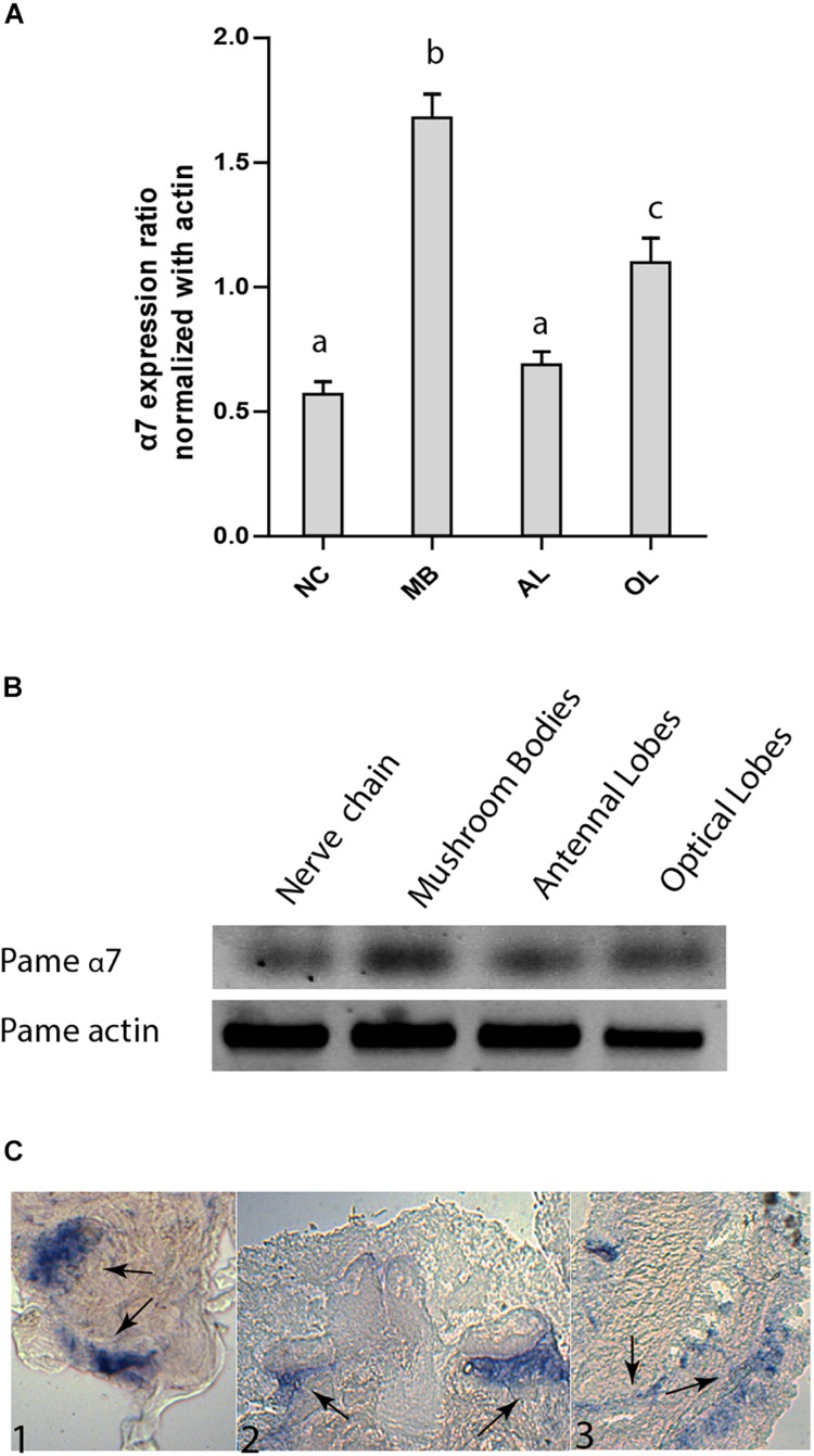 FIGURE 3