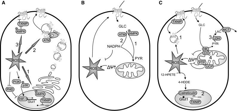 Fig. 1