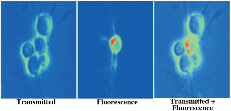 Fig. 1