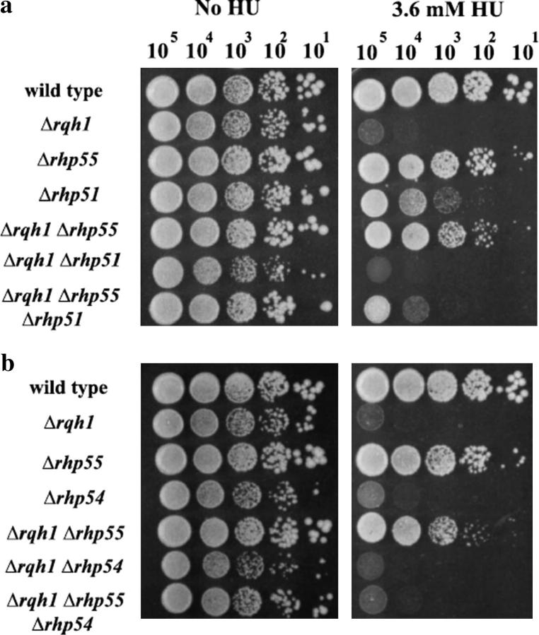 Figure 3.—