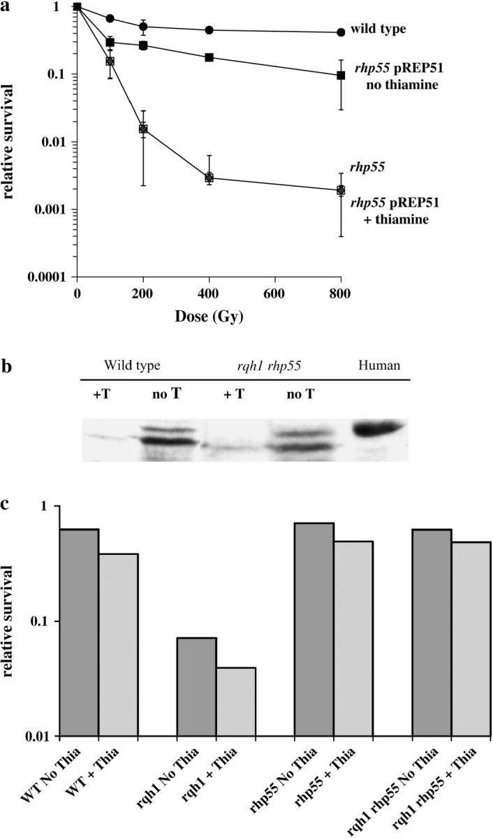 Figure 4.—