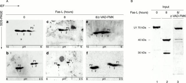 Figure 2  