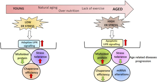 GRAPHICAL ABSTRACT