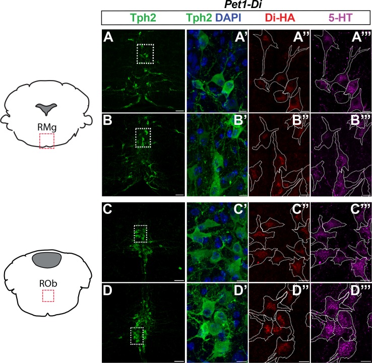 Figure 1—figure supplement 1.